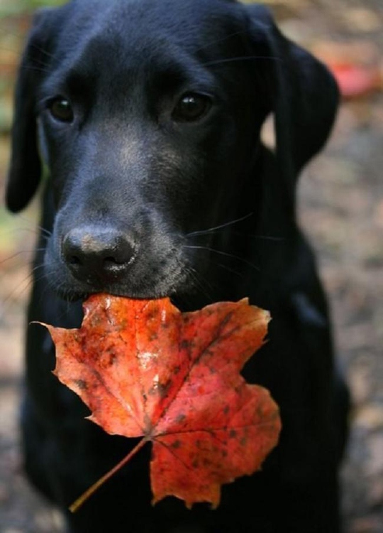 Autumn Black Labrador German Shepard Fall Leaf