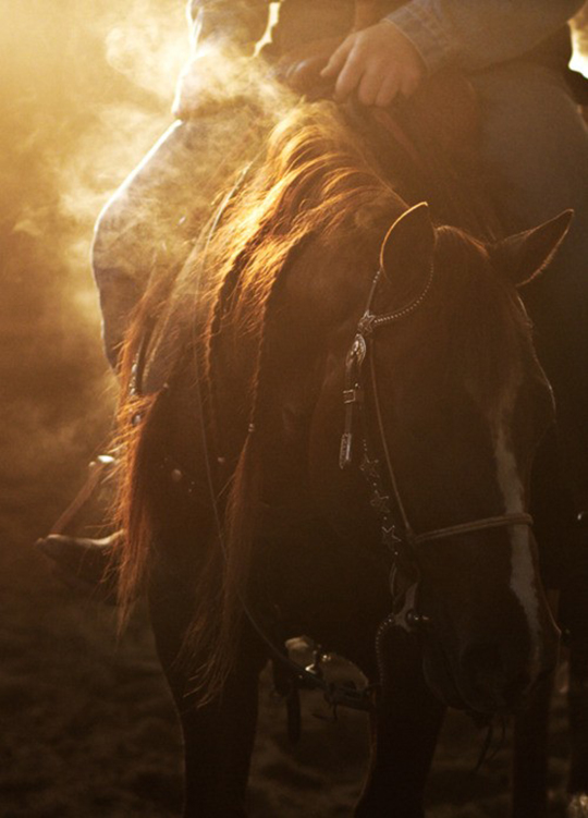 back in the saddle, horse, sunset